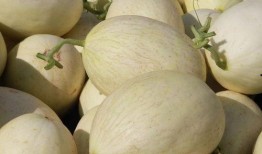 网红吃白兰瓜,美味与营养的完美邂逅